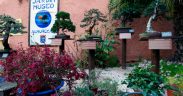 almunecar-nature-garden-museum-bonsai-1