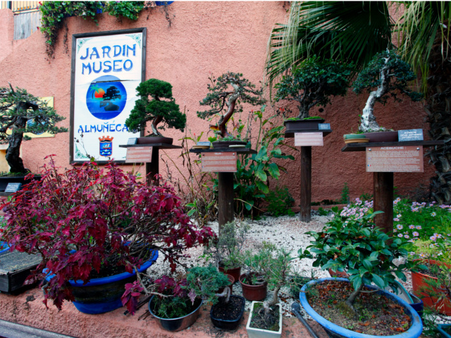 almunecar-nature-garden-museum-bonsai-1