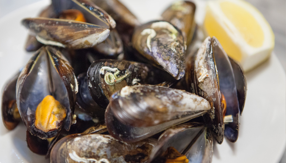 mejillones-mar-de-plata
