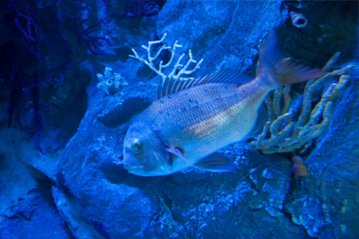 peces-acuario-almuñecar-001