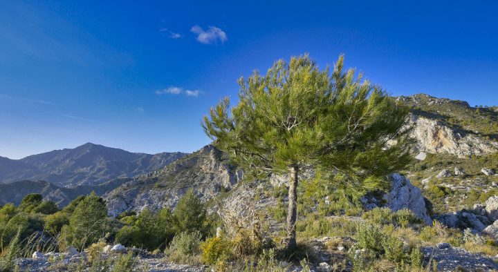 Sierra de Almijara portada